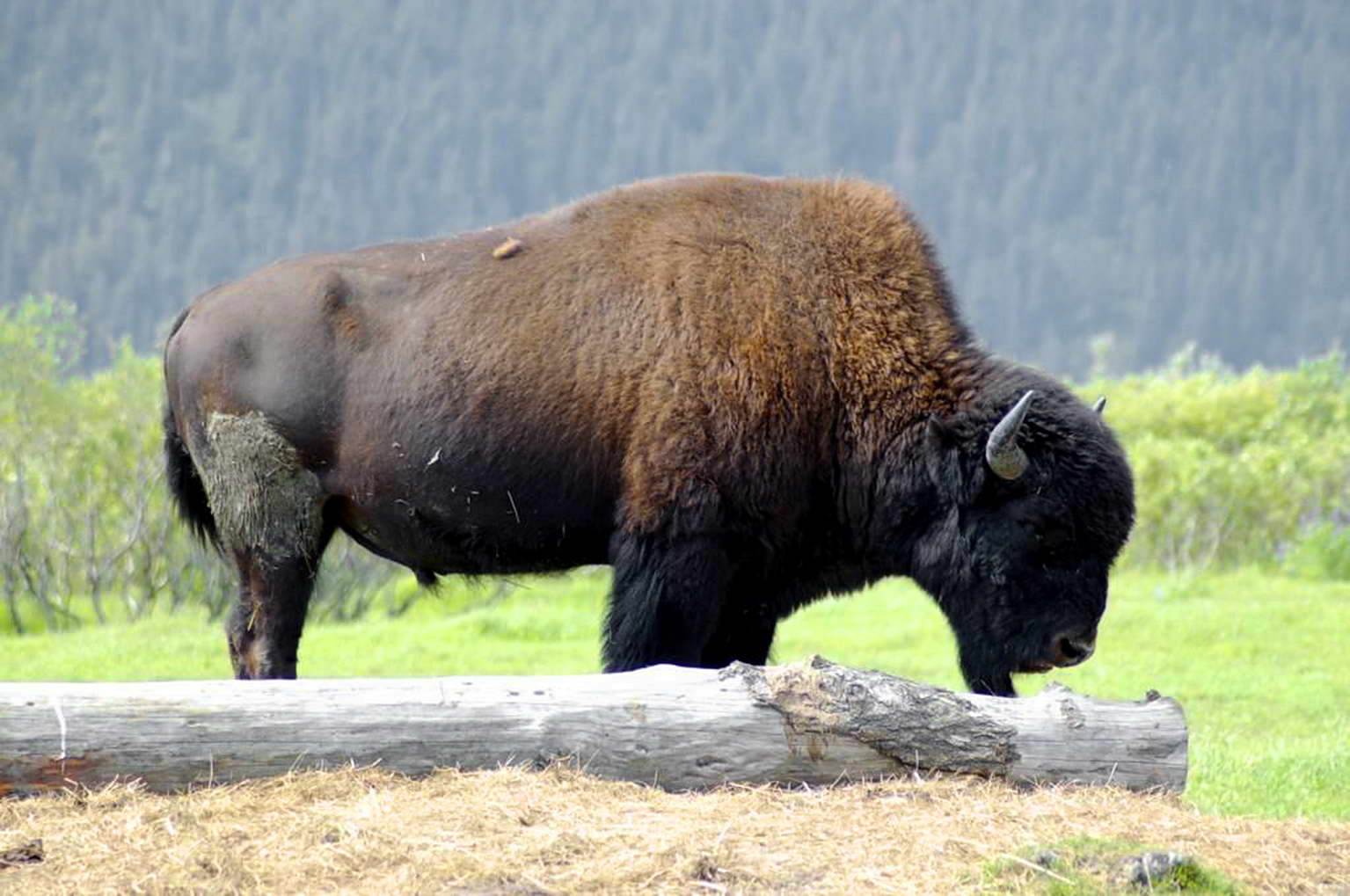 Bison