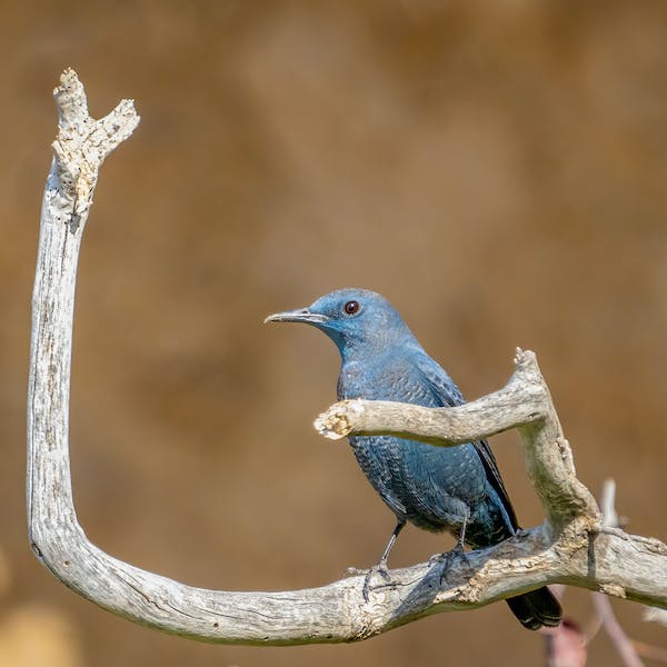 pexels pinyon jay