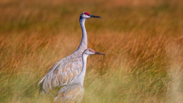 032A0176-Bicknell-Bottoms-Capitol-Reef-Country-SandhillCranes1200