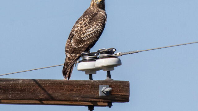 032A0307-Hawk-Bicknell-Bottoms-Capitol-Reef-Country-1200
