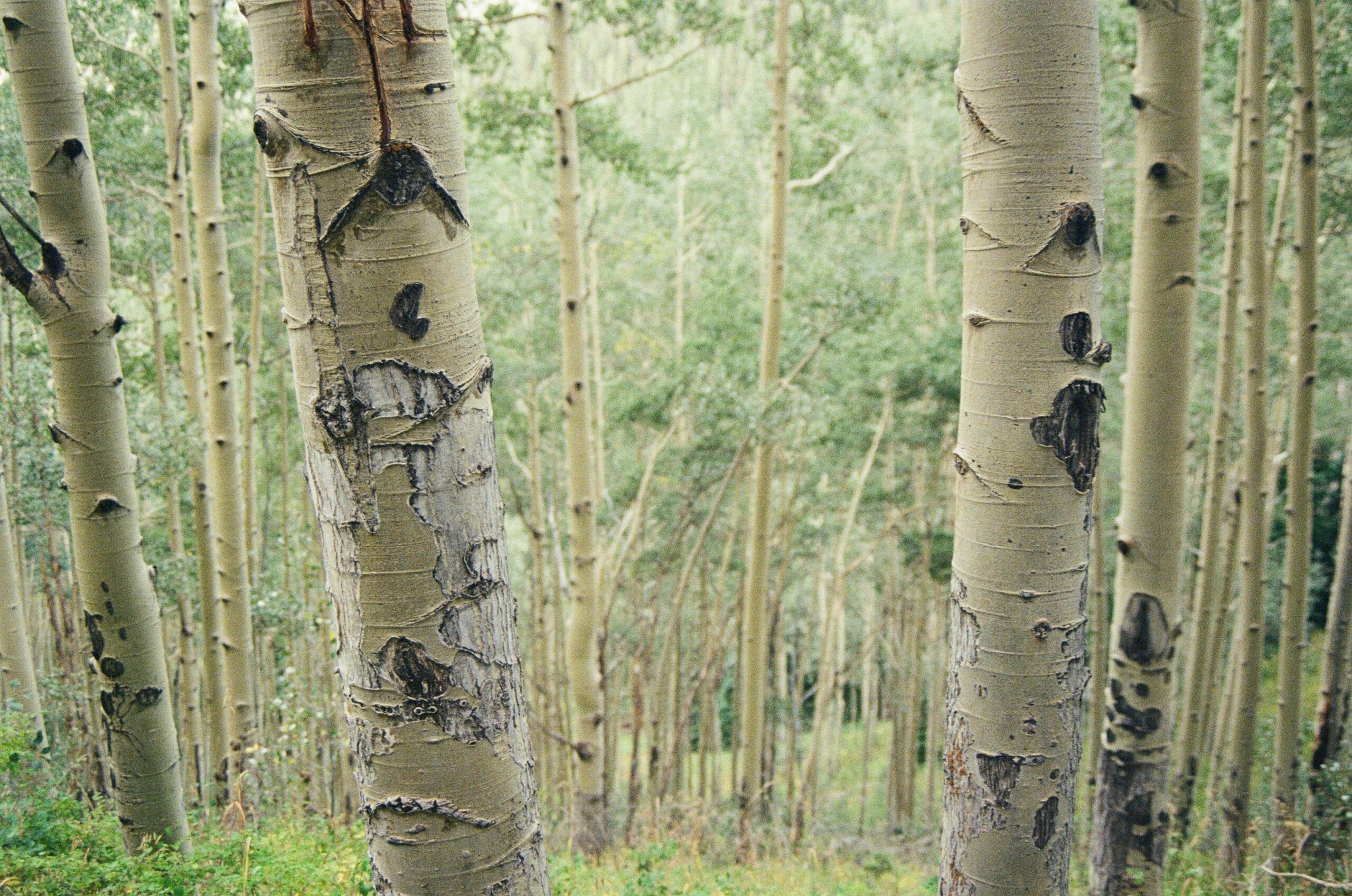 Pando Aspen Grove